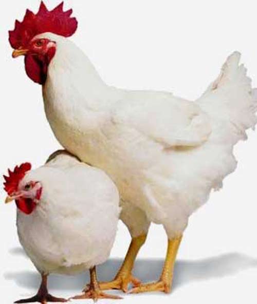 Делаем кормушку для цыплят из подручных материалов