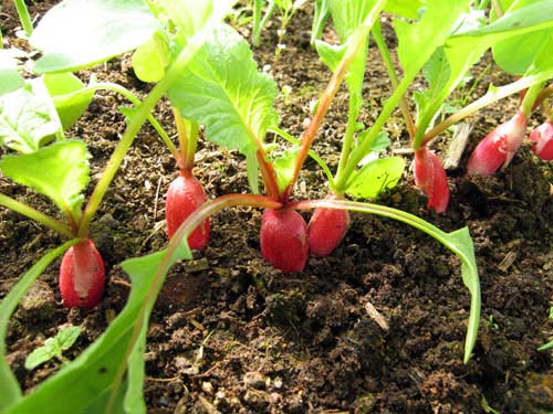 Как вырастить ранние овощи - Земля-кормилица // Арсеньевские вести