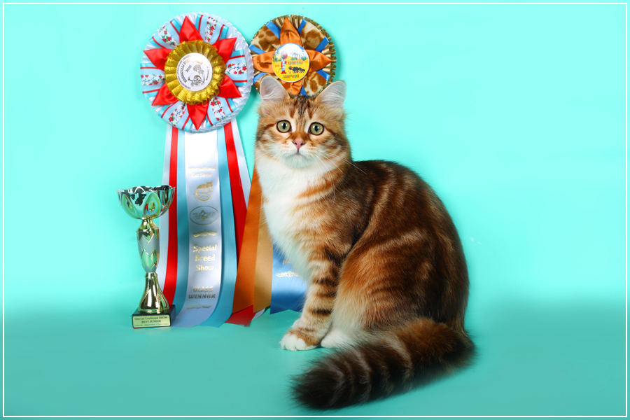 питомник сибирских кошек