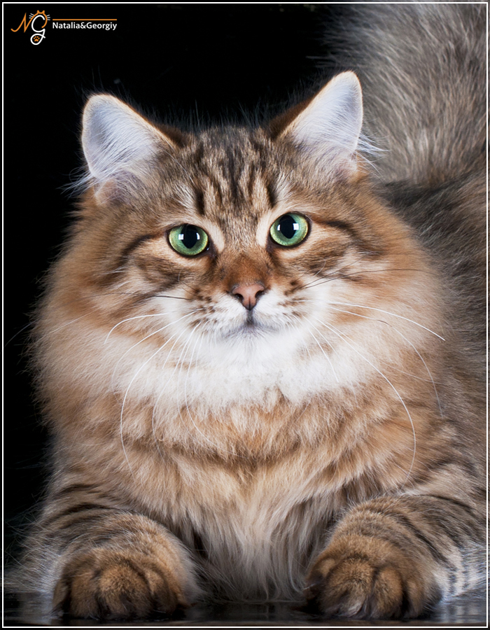 питомник сибирских кошек