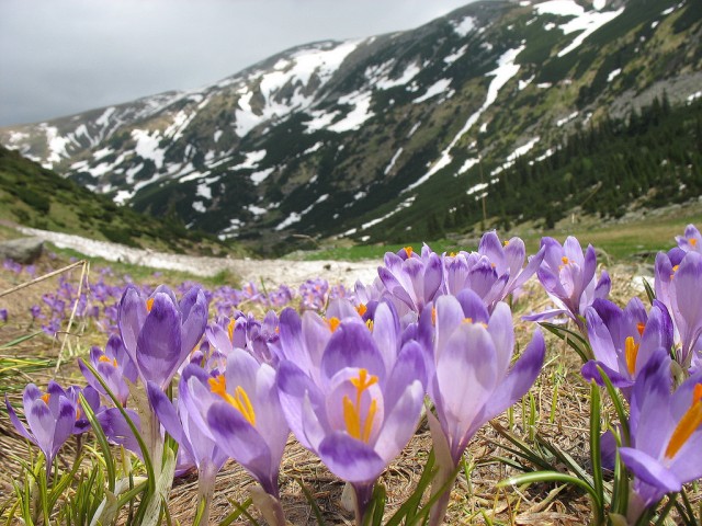 весенний отдых в Карпатах