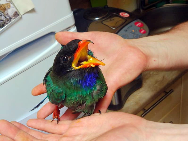 Спасенный восточный широкорот.