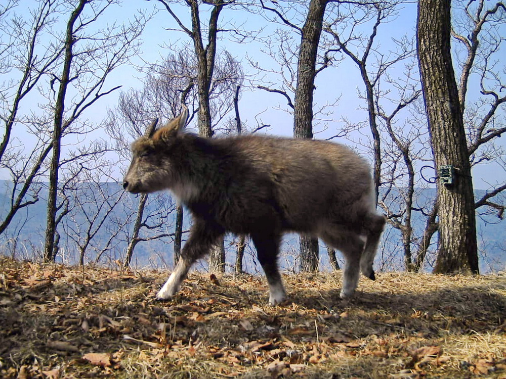 Первый горал. Снимок фотоловушки ФГБУ Земля леопарда