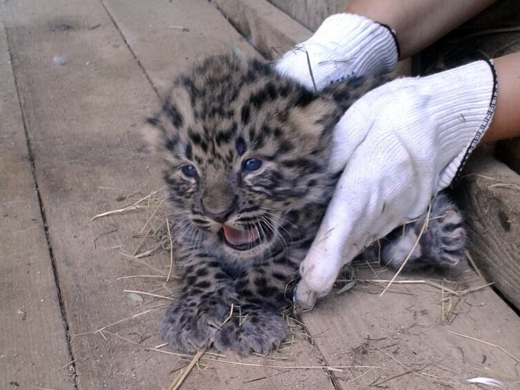 Котята Николая и Акры. Московский зоопарк 